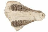 Fossil Oreodont (Merycoidodon) Jaw - South Dakota #198198-4
